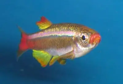 Skybjergfisk (Tanichthys albonubes)
